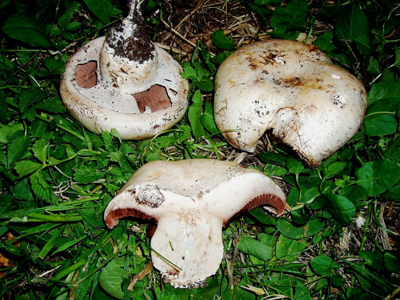 Agaricus  non comuni